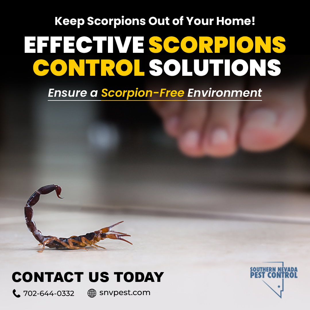 SNVPest's tweet image. 🦂 Scorpions invading your home? Our expert Scorpions Control services at Southern Nevada Pest Control ensure your family&apos;s safety. Call 702-644-0332 or visit snvpest.com to schedule!

#ScorpionsControl #PestControlServices #SouthernNevadaPestControl