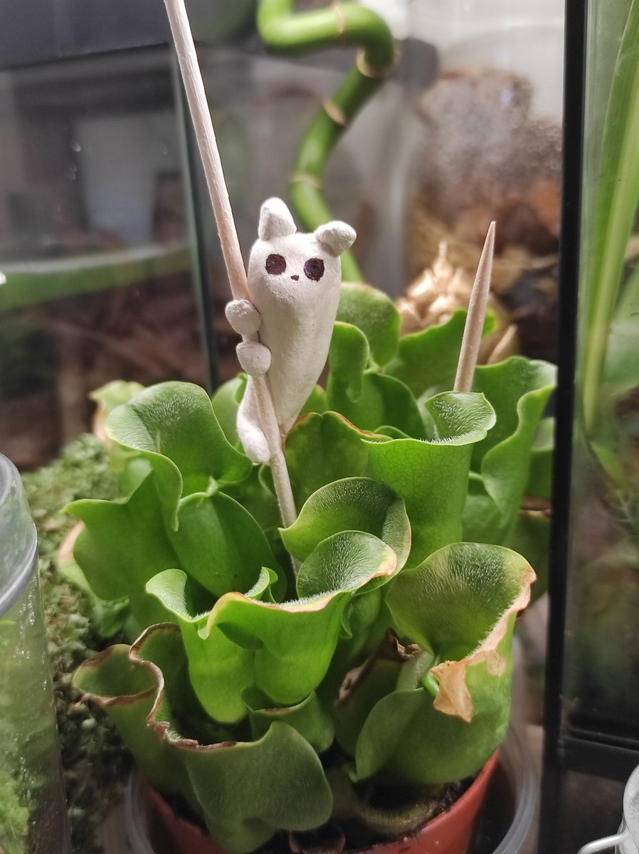 Vali_The_Great's tweet image. Scug
#rainworld