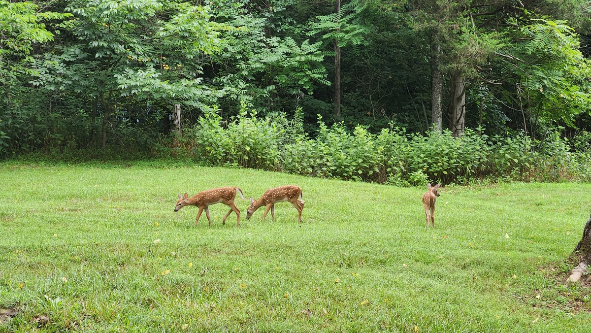 GAScubaBum's tweet image. Timeline cleanse.  Good morning deer! #NotATypo