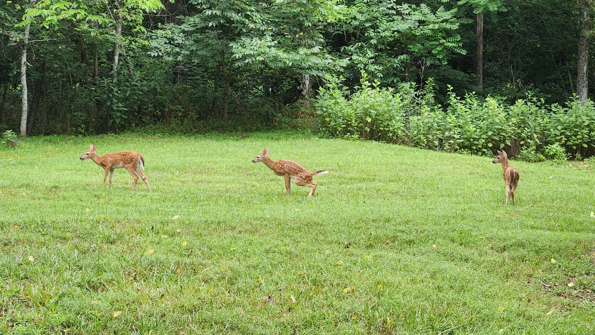 GAScubaBum's tweet image. Timeline cleanse.  Good morning deer! #NotATypo