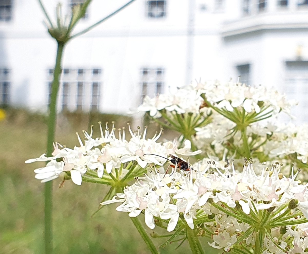 BiodiversityKU's tweet photo. A day filled with @savebutterflies #BBC2024  as well as @PoMScheme #FITCOUNTS across many of our sites. Not many butterflies except at our #KingstonHill campus @KingstonUni the pollinators bed at our #RoehamptonVale campus was buzzing :) @HogFriendly @KingstonECE @KingstonSchArt https://t.co/RDo2dtJ3ay