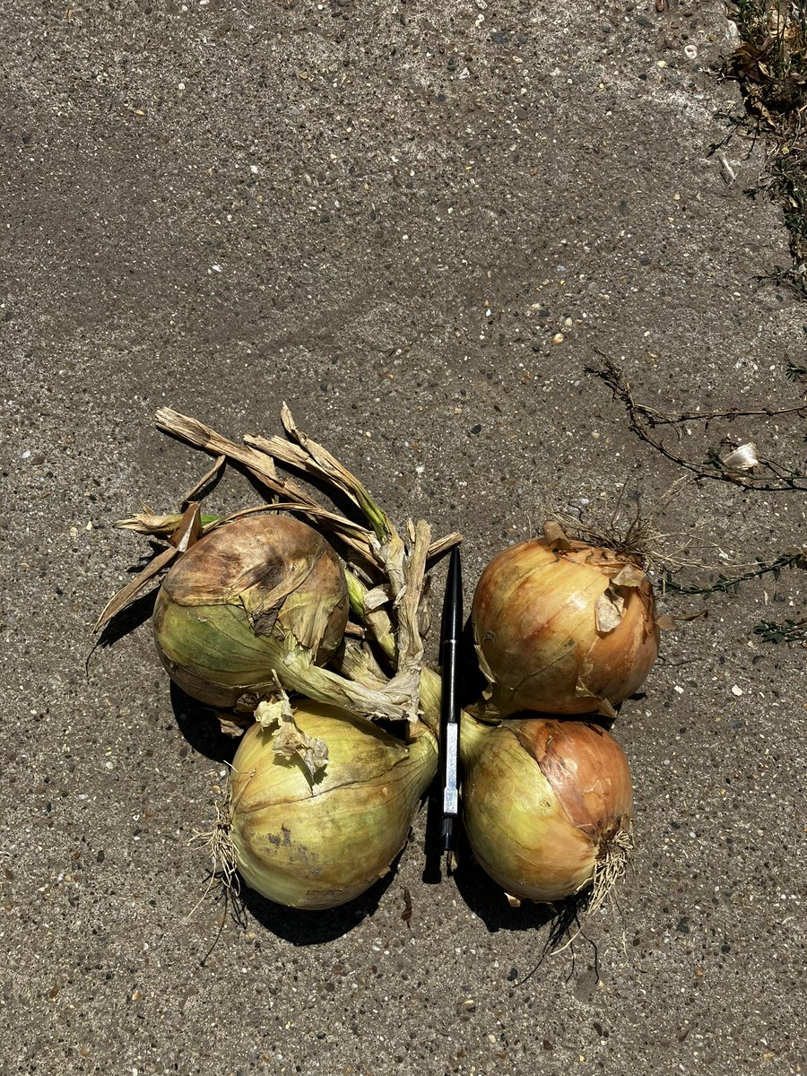 Je laat ze vier maanden groeien, zorgt er goed voor. En wat krijg je dan? Prachtige plantuien! #akker #KMWP #oogst24 #uien