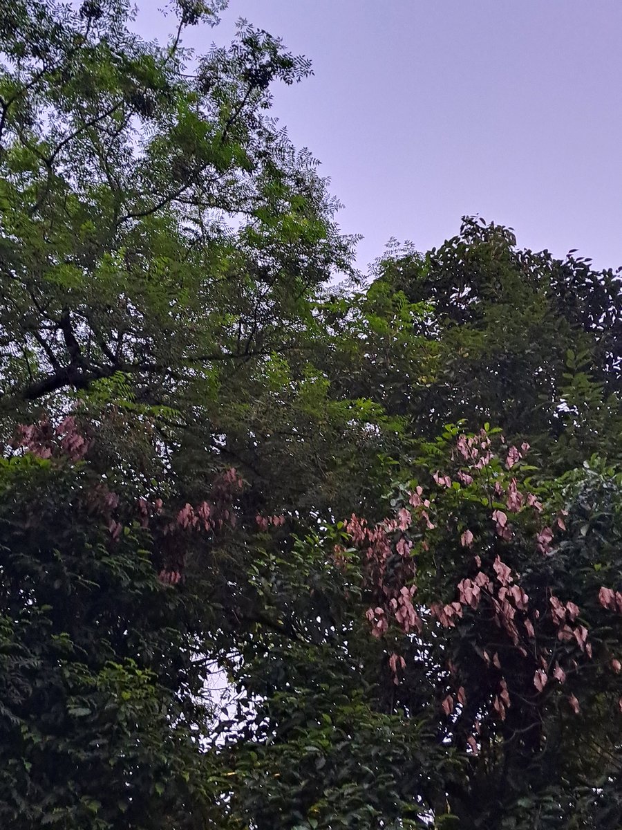 lightseekerusha's tweet photo. Plant Trees, Plant HOPE 🌳
#NatureLover
#TreeLover
#DelhiEvenings
#SaveHasdeoForestINDIA
#DontCutTrees
#SaveTrees
#PlantTrees
#PlantTreesPlantHope 🌳 https://t.co/uFnWwLd4VN