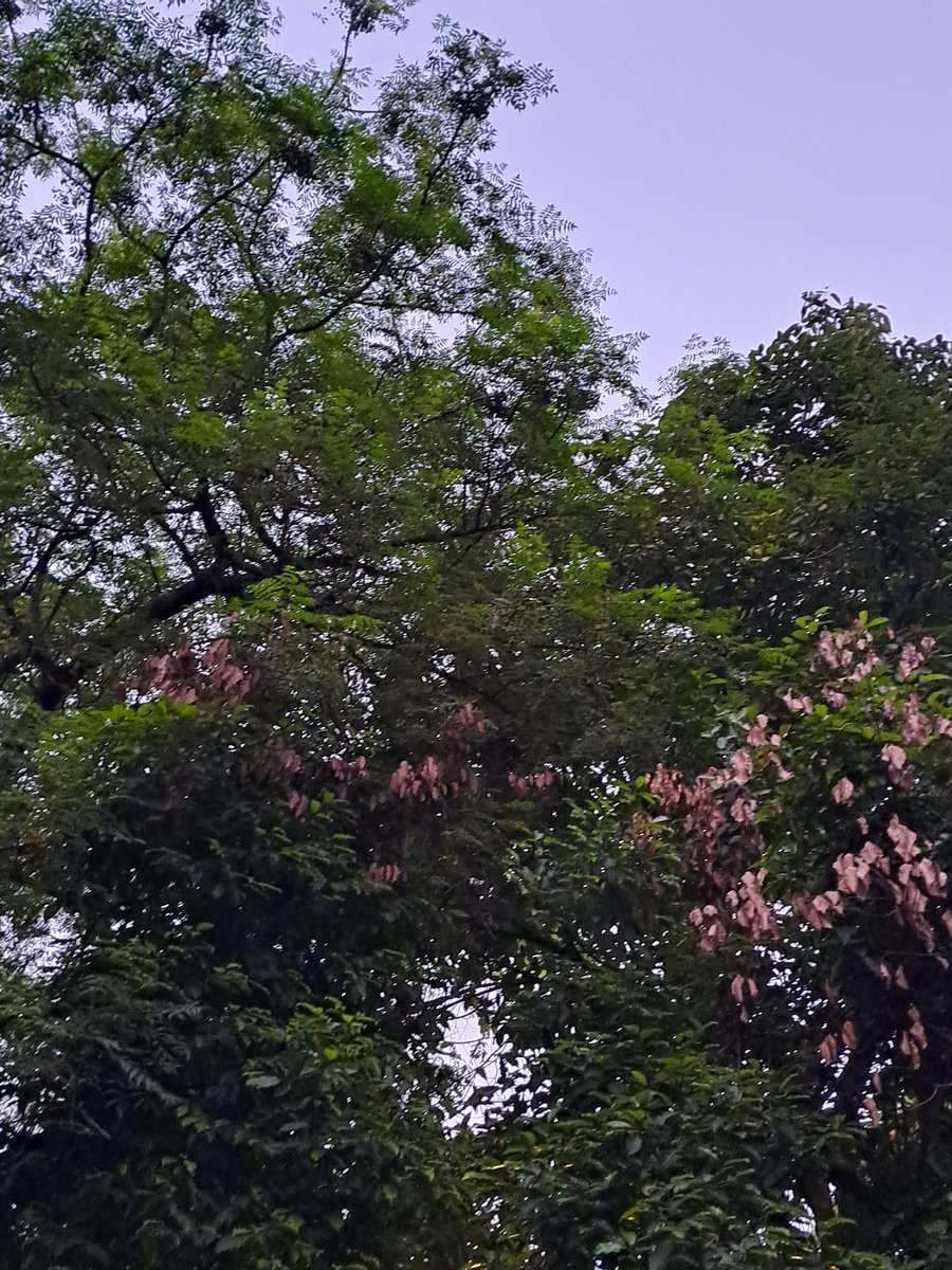 lightseekerusha's tweet photo. Plant Trees, Plant HOPE 🌳
#NatureLover
#TreeLover
#DelhiEvenings
#SaveHasdeoForestINDIA
#DontCutTrees
#SaveTrees
#PlantTrees
#PlantTreesPlantHope 🌳 https://t.co/uFnWwLd4VN