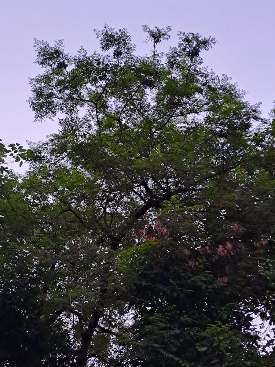 lightseekerusha's tweet photo. Plant Trees, Plant HOPE 🌳
#NatureLover
#TreeLover
#DelhiEvenings
#SaveHasdeoForestINDIA
#DontCutTrees
#SaveTrees
#PlantTrees
#PlantTreesPlantHope 🌳 https://t.co/uFnWwLd4VN