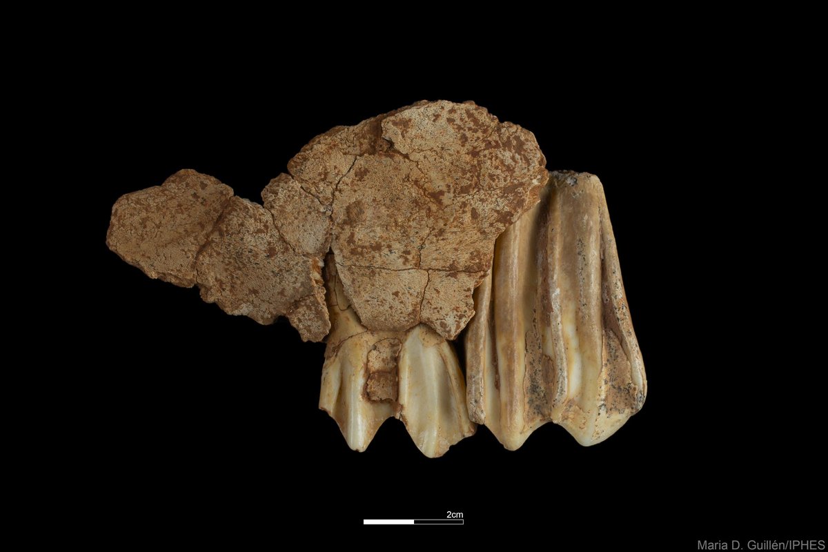 iphes's tweet image. Al jaciment de #Galería s’han recuperat més de 500 restes de fauna i 30 eines lítiques tan excepcionals com aquest maxil.lar de #bisó infantil o aquest nucli de sorrenca o aquests fantàstica rascadora de sílex! 💪 🔝

📸 Maria D. Guillén/IPHES-CERCA