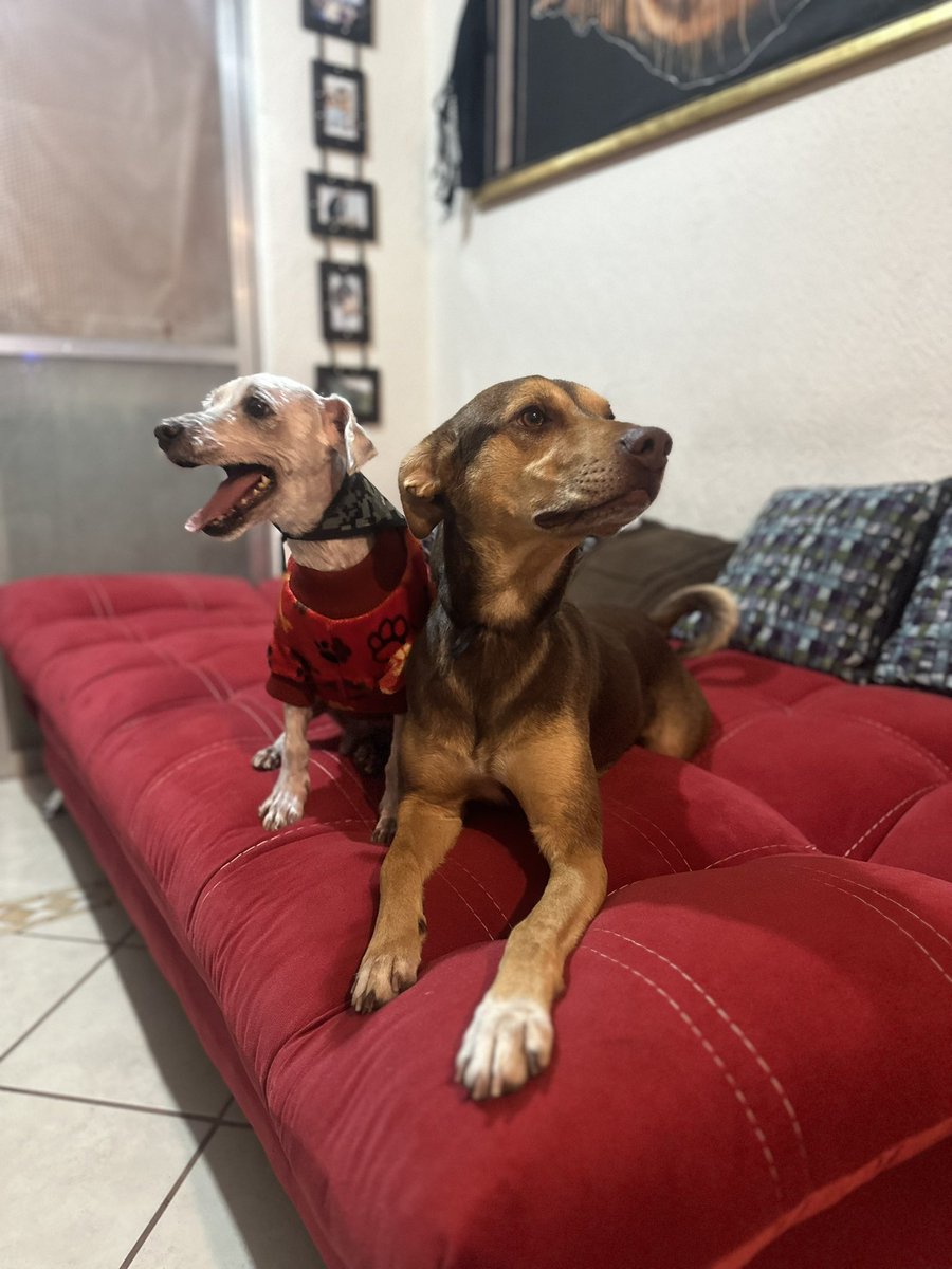 LuisLopezL1's tweet image. Les tocó Baño…. #Grega #Buster #Perritos