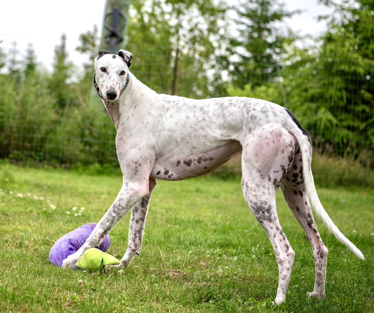 Congratulations to Jeremiah on finding his forever family. Well done💙🇦🇺
#greyhound