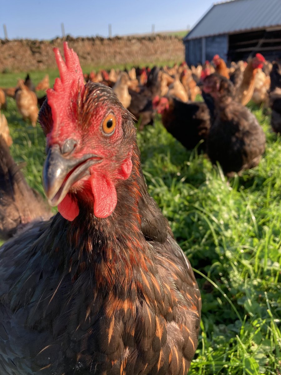 I'm searching for 'Pastured Egg Producers' in mobile units, niche I know! But if your one of these folk or have tried to be, I'd be grateful if you could drop me a DM, it's regarding floor space and regs, many thanks
