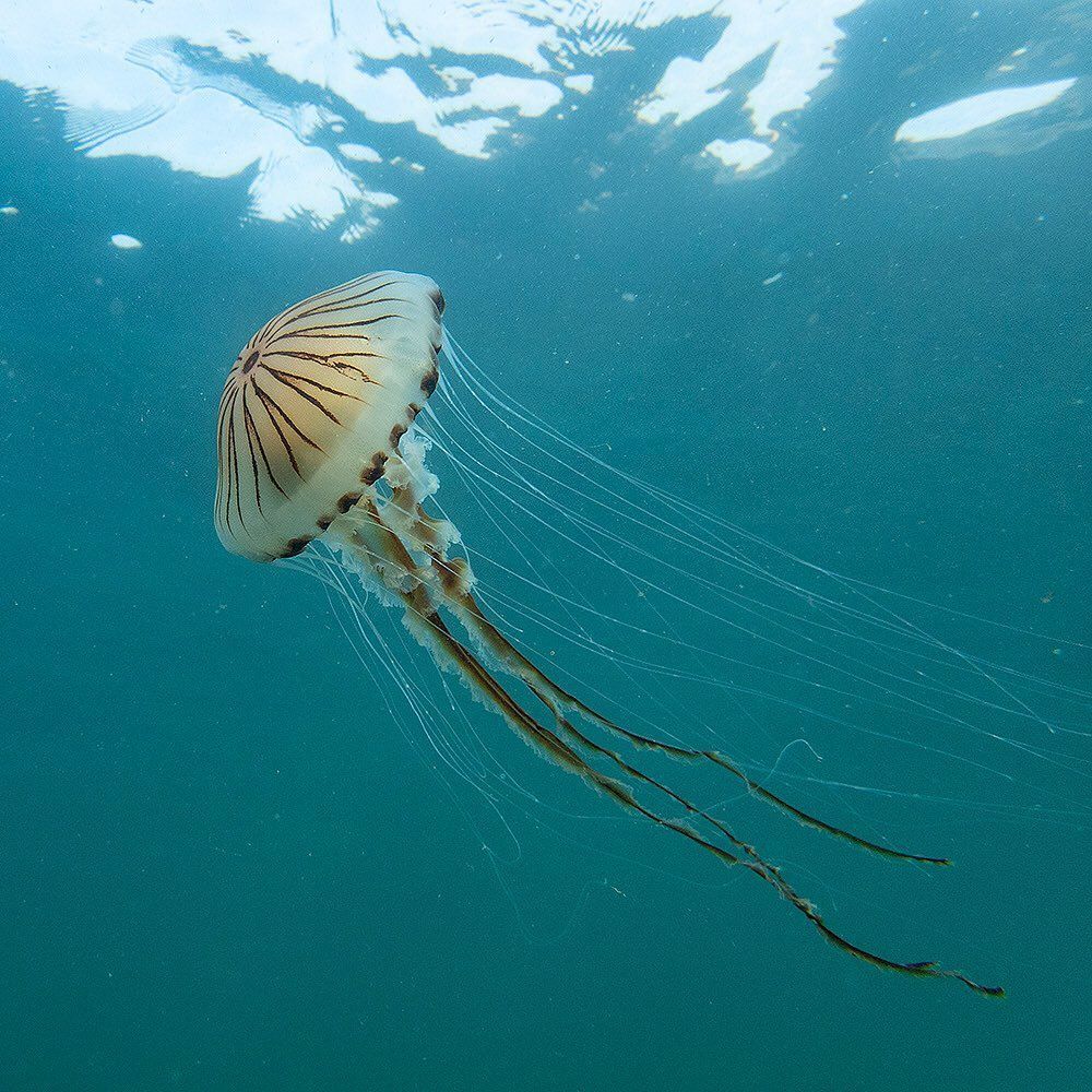WemburyMarineCentre (@wemburymarine) on Twitter photo We are getting VERY excited about The Wildlife Trusts #NationalMarineWeek, which starts this Saturday! We'll be kicking off with seashore crafts here in the Centre 11am-3pm (drop in anytime). Check out all our events here: buff.ly/3LFgBXf🐳🐠 <a href="/devonwildlife/">Devon Wildlife Trust</a> 📸Paul Naylor We are getting VERY excited about The Wildlife Trusts #NationalMarineWeek, which starts this Saturday! We'll be kicking off with seashore crafts here in the Centre 11am-3pm (drop in anytime). Check out all our events here: buff.ly/3LFgBXf🐳🐠 <a href="/devonwildlife/">Devon Wildlife Trust</a> 📸Paul Naylor