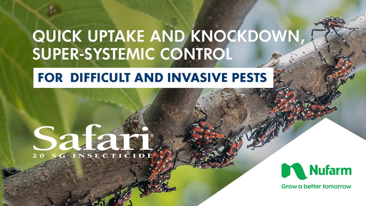 NufarmUSTurf's tweet photo. Protect trees, shrubs &amp; ornamentals in landscapes, nurseries &amp; greenhouses with #Safari. A super-systemic insecticide with quick uptake &amp; knockdown, Safari provides broad-spectrum #control of difficult &amp; invasive #pests.
https://t.co/PfCpbY6ze7
#mealybug #aphids #gnats #Leafminer https://t.co/tXztAefvj0