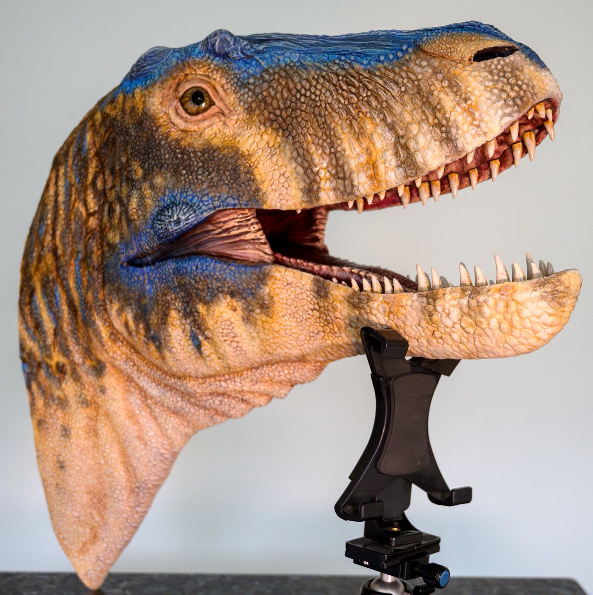 JedTaylorArtist's tweet image. @ruadhribrennan and myself are proud to present our life-sized bust of a juvenile Tyrannosaurus. His name is Bruce and he will be going on display at @WollatonHall very soon.
