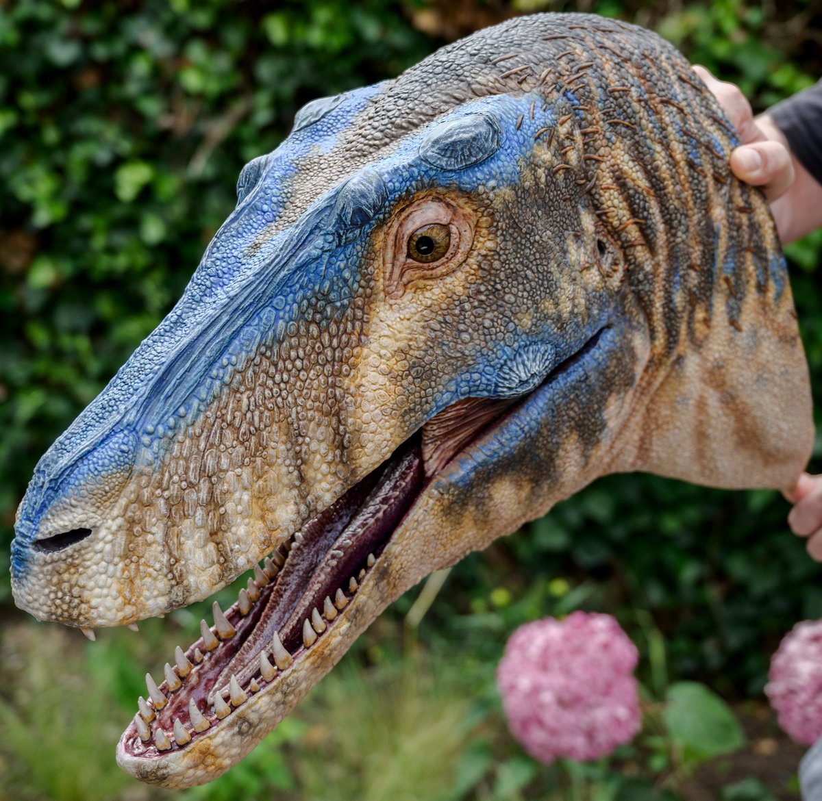 JedTaylorArtist's tweet image. @ruadhribrennan and myself are proud to present our life-sized bust of a juvenile Tyrannosaurus. His name is Bruce and he will be going on display at @WollatonHall very soon.