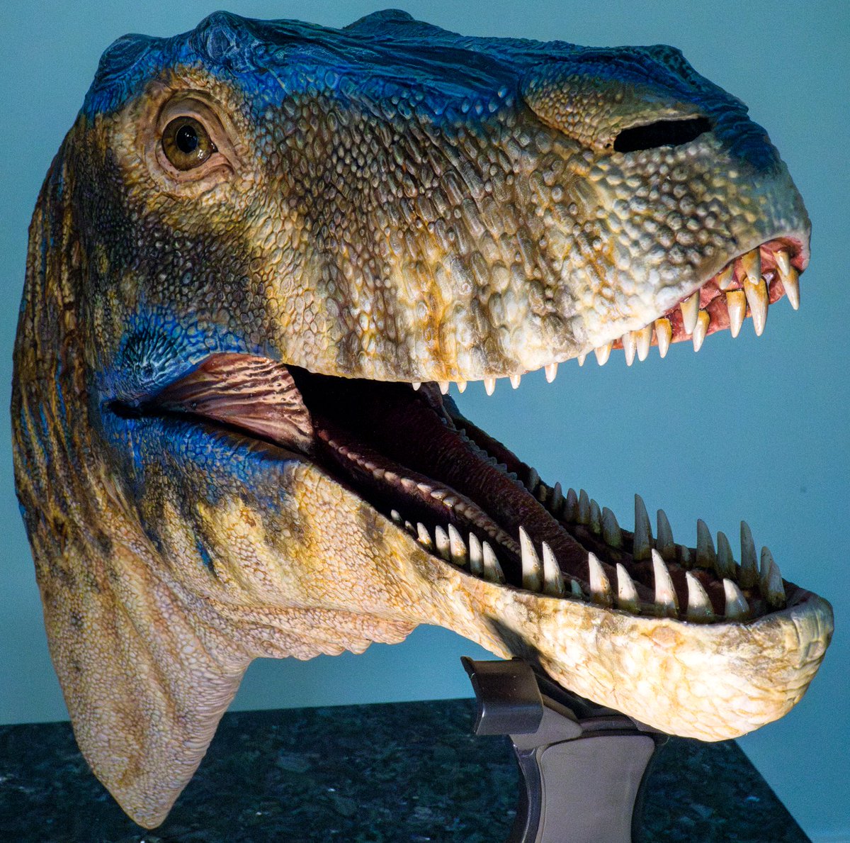 JedTaylorArtist's tweet image. @ruadhribrennan and myself are proud to present our life-sized bust of a juvenile Tyrannosaurus. His name is Bruce and he will be going on display at @WollatonHall very soon.