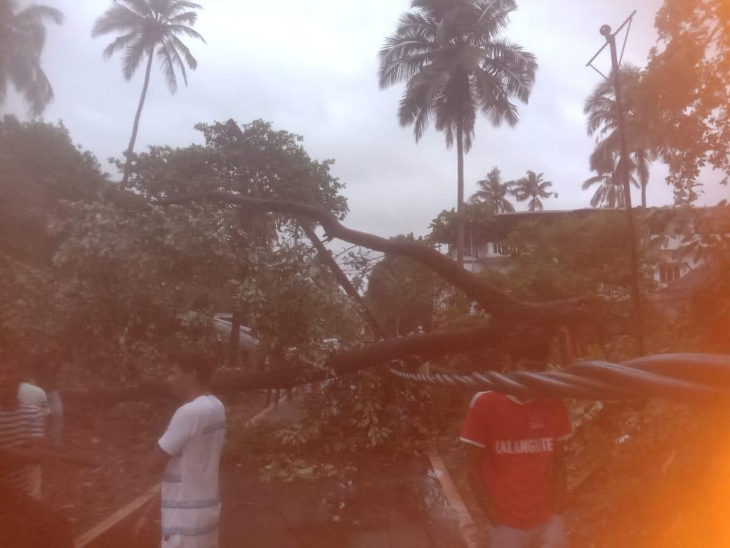 Goa Electricity Department (@goaelectricity) on Twitter photo AE BABOLIM REPORTS Tree uprooted at 7pm damaging pole and 5 spans LT line at Govlem bhat, Chimbel. Efforts to restore or re string  snapped lines to restore supply to the residents taken up by team instantly threading through incessant rainstogetherwith windydevastatingsituations AE BABOLIM REPORTS Tree uprooted at 7pm damaging pole and 5 spans LT line at Govlem bhat, Chimbel. Efforts to restore or re string  snapped lines to restore supply to the residents taken up by team instantly threading through incessant rainstogetherwith windydevastatingsituations