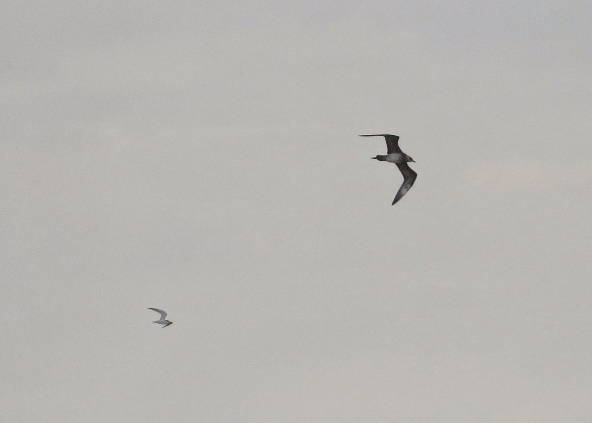 How the tides Tern! Stunning yet dramatic views of Arctic Skuas harassing the colony this morning. With the sandwich terns lazing around, it took our little terns to see them off! Amazing to witness and a visual display of spirit from the colony (and our team) this season!