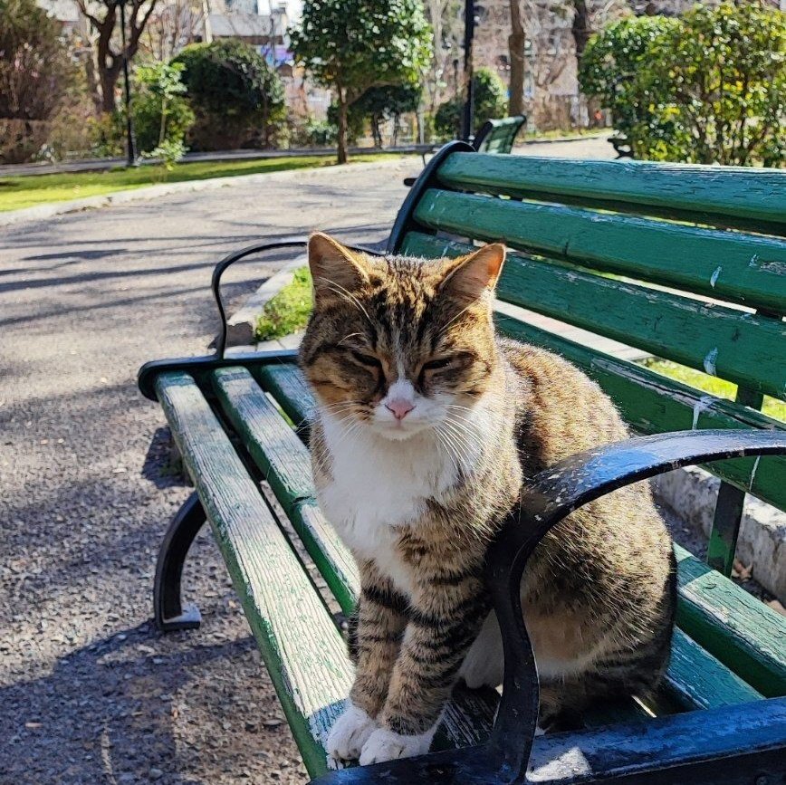 Masih🇮🇷 tweet media