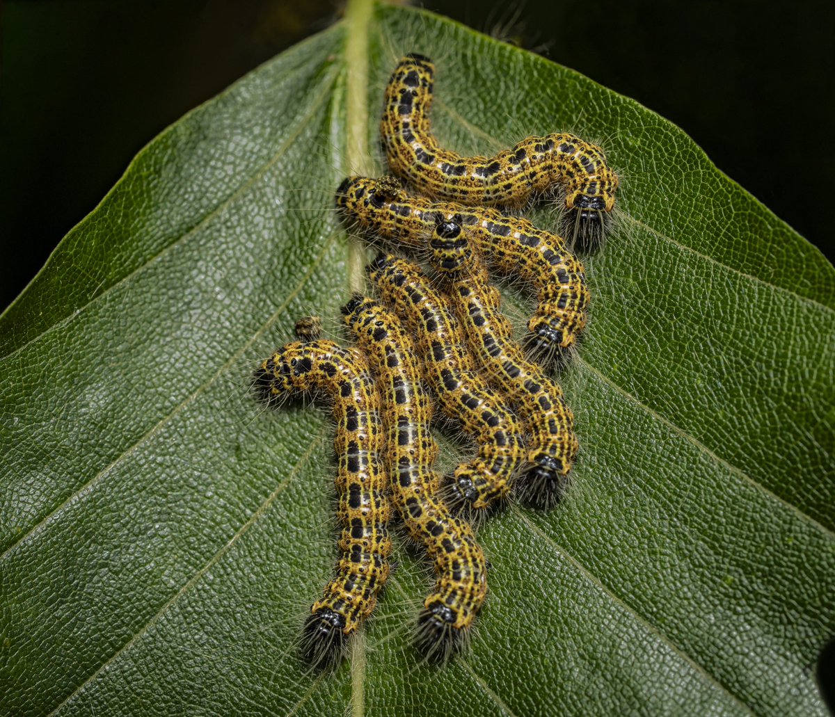 Craig N. Williamson tweet media