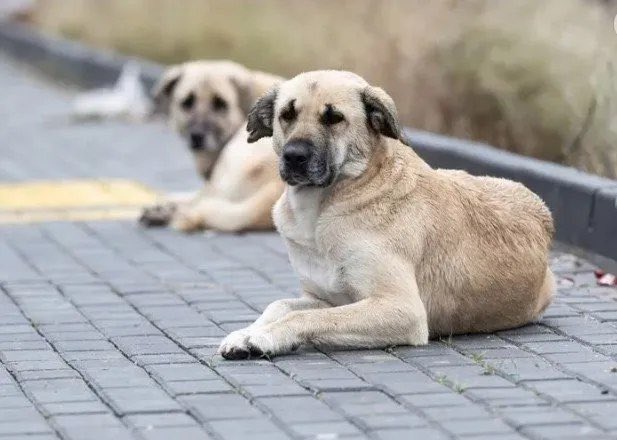 Hayvan dostlarımızı koruyacağız

Katliam yasası ile onca çözüm varken, en cani seçeneği işaretlemek istiyorlar. Hayvan dostlarımızı öldürmek isteyenler kaybedecekler. 
#YasaDeğilCinayet #YasayıGeriÇek