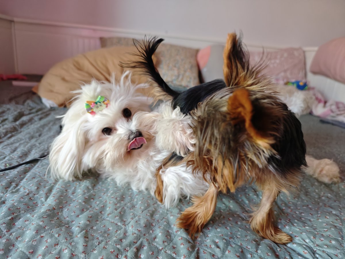 HangryHarto tweet media