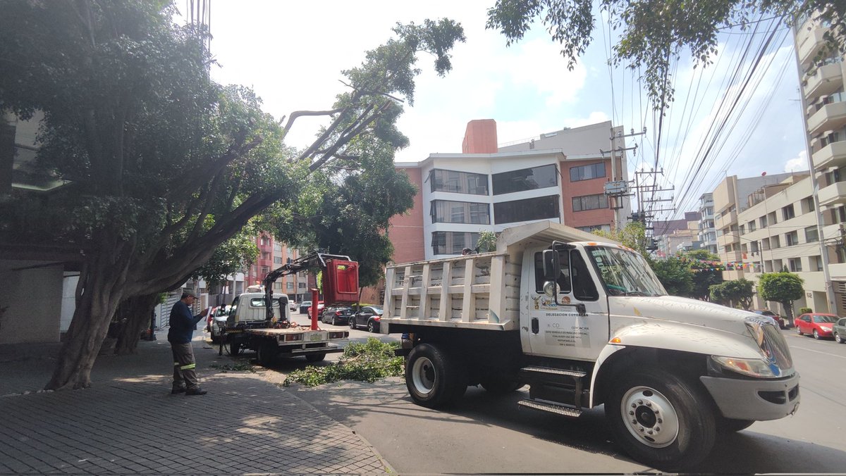 brit_tania24's tweet photo. @giogutierrezag Es el colmo qsigan podando Sin criterio,Sin seguir el Manual de Poda dSEDEMA,entendemos qhay árboles qrequieren poda pero esto ya es un asesinato,este árbol sufrió una poda masiva y mal realizada xparte dCFE enAbril!,ahora vienen dla alcaldía atendiendo un folioSUAC d hace 2años. https://t.co/I7dZB2HK4L