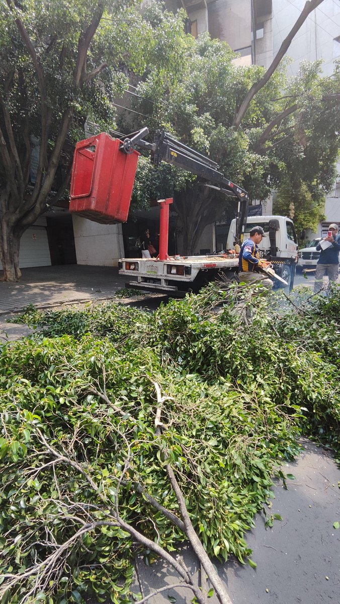 brit_tania24's tweet photo. @giogutierrezag Es el colmo qsigan podando Sin criterio,Sin seguir el Manual de Poda dSEDEMA,entendemos qhay árboles qrequieren poda pero esto ya es un asesinato,este árbol sufrió una poda masiva y mal realizada xparte dCFE enAbril!,ahora vienen dla alcaldía atendiendo un folioSUAC d hace 2años. https://t.co/I7dZB2HK4L