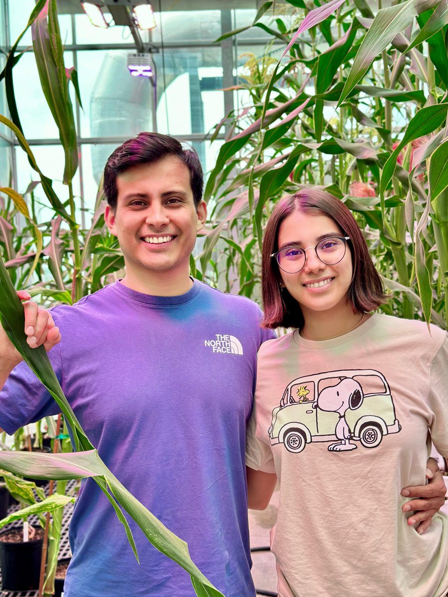 Vladimir Torres, PhD (@vla_torres) on Twitter photo Across my scientific career there are multiple things that are changing but there are at least two constants, corn 🌽 and the help of my family. The first photo is back to my master in <a href="/uga_langebio/">Unidad de Genómica Avanzada del Cinvestav</a>, 12yr ago, and the second in an amazing greenhouse we have here at <a href="/UNLincoln/">University of Nebraska-Lincoln</a>! Across my scientific career there are multiple things that are changing but there are at least two constants, corn 🌽 and the help of my family. The first photo is back to my master in <a href="/uga_langebio/">Unidad de Genómica Avanzada del Cinvestav</a>, 12yr ago, and the second in an amazing greenhouse we have here at <a href="/UNLincoln/">University of Nebraska-Lincoln</a>!