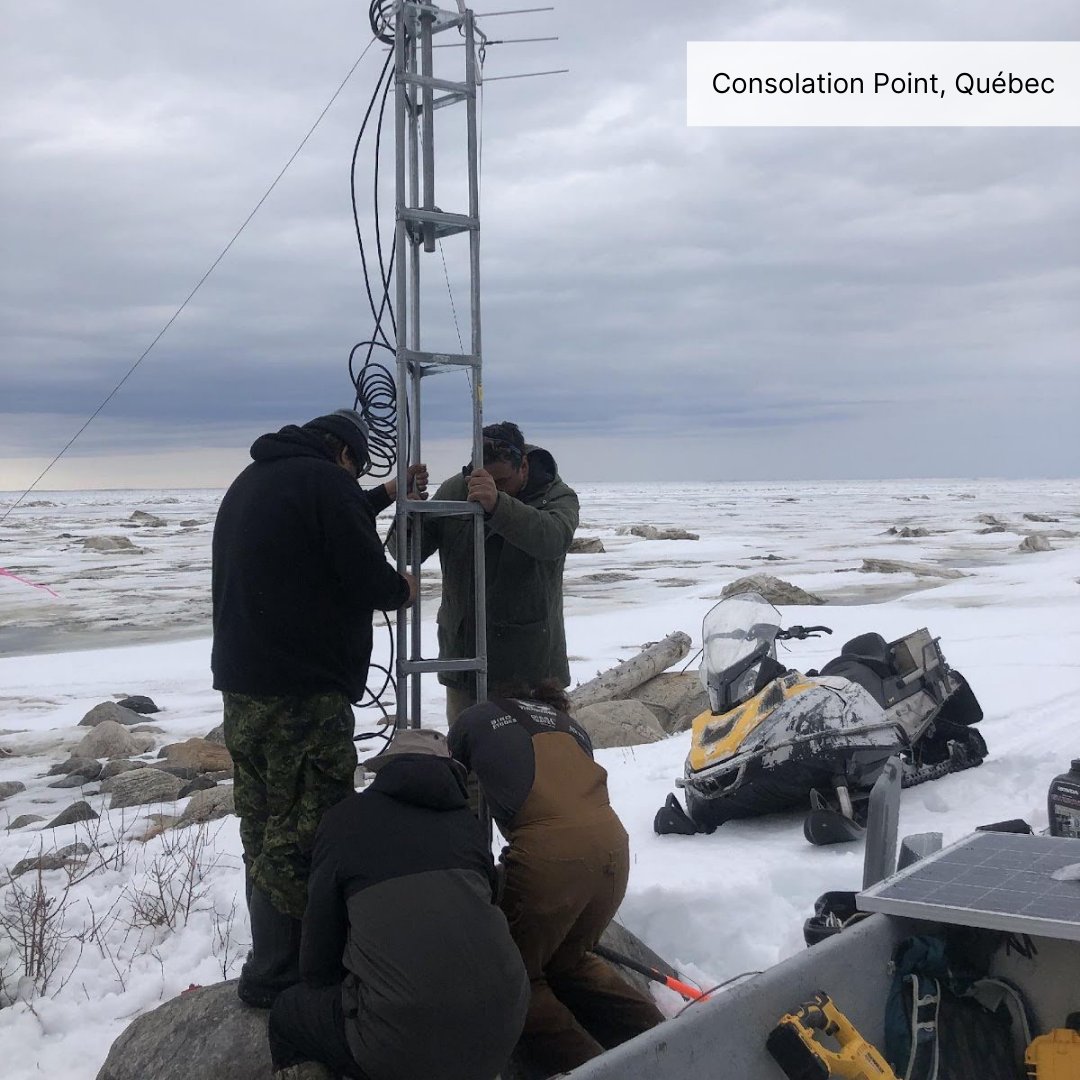 How can we help address knowledge gaps for nomadic species like Snow Buntings?

This spring, Birds Canada was invited to install new Motus Wildlife Tracking System stations in several northern communities to help monitor species like the Snow Bunting.

tinyurl.com/37sekkcn