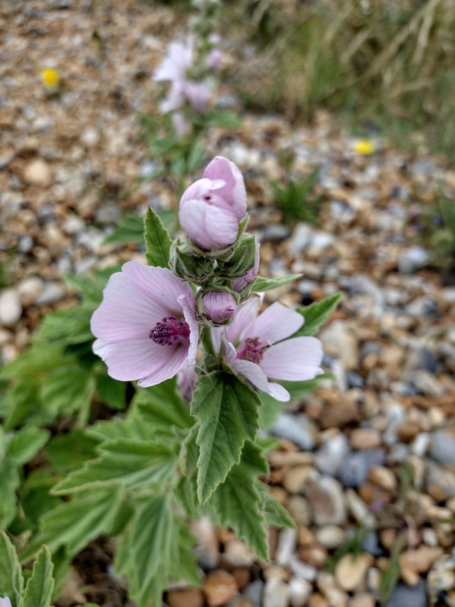 Debbie Alston (@debbie1alston) on Twitter photo Fantastic day at Rye Harbour looking at the plants of the shingle with the Twiglets group. Species included the very rare Least lettuce, Twiggy Mullein, Red hemp-nettle and Marsh mallow. <a href="/Sussex_Botany/">Sussex Botanical Recording Society</a> Fantastic day at Rye Harbour looking at the plants of the shingle with the Twiglets group. Species included the very rare Least lettuce, Twiggy Mullein, Red hemp-nettle and Marsh mallow. <a href="/Sussex_Botany/">Sussex Botanical Recording Society</a>