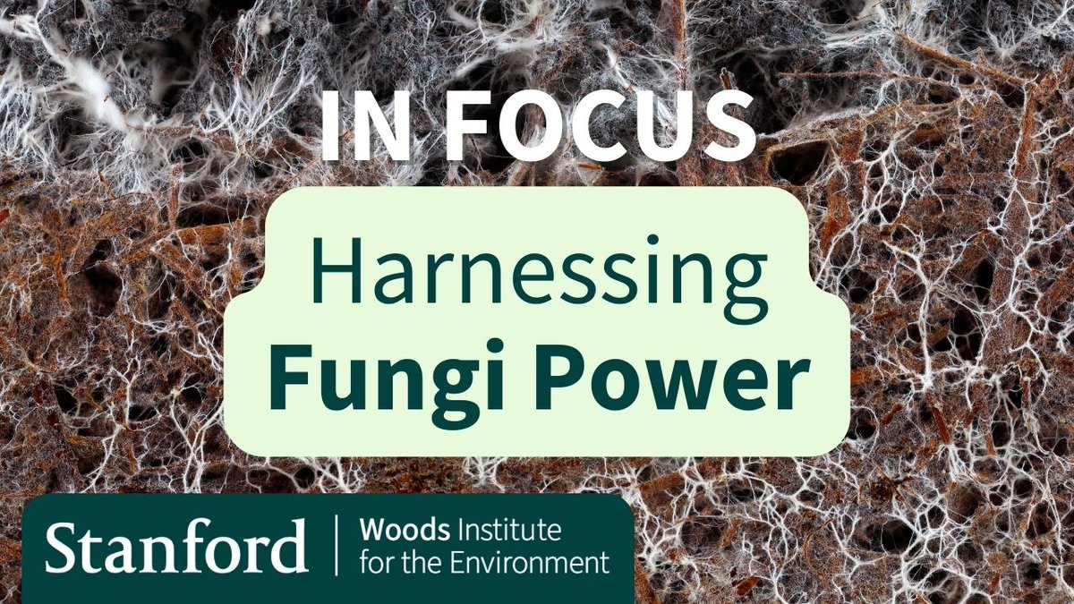 Stanford Woods Institute (@stanfordwoods) on Twitter photo Fungi power #InFocus 🍄:  bit.ly/FungiPower
<a href="/Stanford/">Stanford University</a> researchers <a href="/mykophile/">mykophile</a> and <a href="/jennbrophy7/">Jennbrophy.bsky.social</a> are working to harness fungi-plant relationships and "reprogram" genes to supercharge benefits like carbon storage and toxin breakdown.
<a href="/bioe_stanford/">Stanford Bioengineering</a> <a href="/stanforddoerr/">Stanford Doerr School of Sustainability</a> Fungi power #InFocus 🍄:  bit.ly/FungiPower
<a href="/Stanford/">Stanford University</a> researchers <a href="/mykophile/">mykophile</a> and <a href="/jennbrophy7/">Jennbrophy.bsky.social</a> are working to harness fungi-plant relationships and "reprogram" genes to supercharge benefits like carbon storage and toxin breakdown.
<a href="/bioe_stanford/">Stanford Bioengineering</a> <a href="/stanforddoerr/">Stanford Doerr School of Sustainability</a>