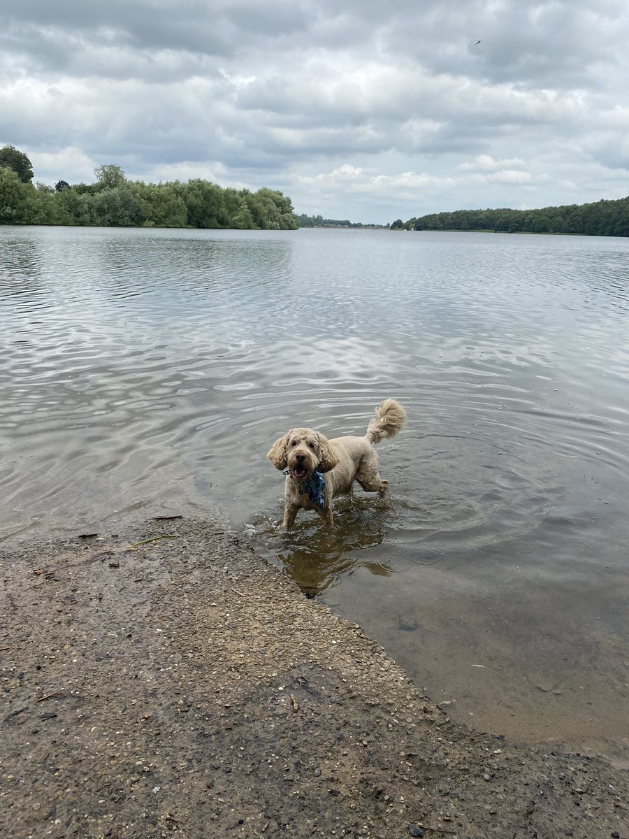 Baxterthepooch tweet media