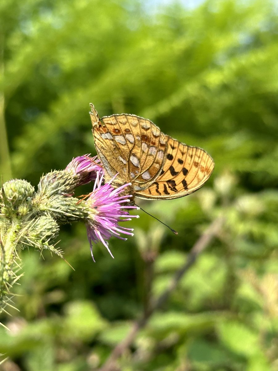 Cleckbirder's tweet photo. Some of the highlights from a good day up Witbarrow Scar - a couple of firsts for me were High Brown Fritillary and a Slow Worm. 
Also plenty of Dark Green Fritillary, Grayling, Small Heath and a single Silver-washed Fritillary. @savebutterflies @ukbutterflies @BC_Cumbria https://t.co/LzdWJ87RwA