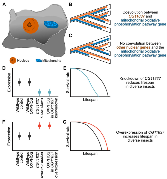 NEW commentary: I discuss how an #evolution-based screen helped identify a new longevity gene in #insects 🦋🐝🪲🦗

This work highlights how coevolution can help illuminate #gene function &amp; even address a fundamental question - how can we predict gene function?

#biology #science