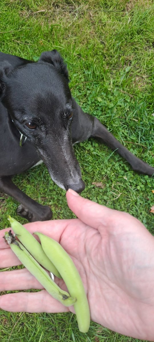 Sadie gutted about the disappointing broad bean harvest