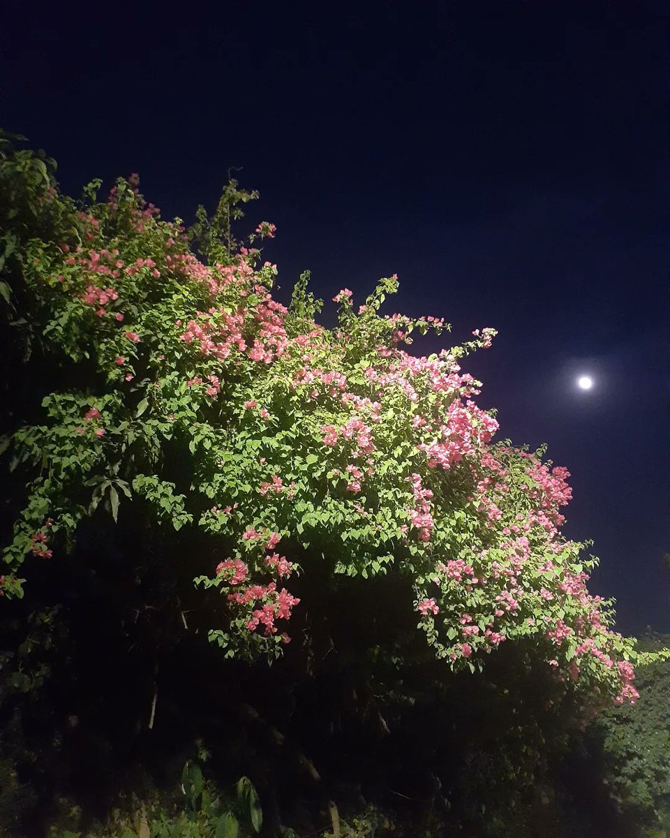 Kashuf Batool tweet media