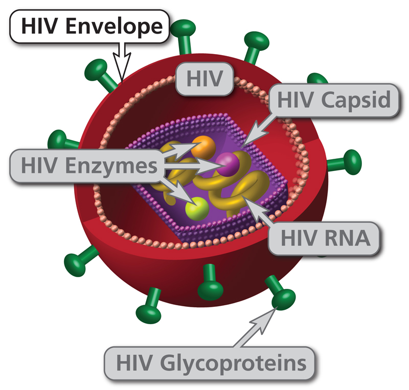 HIVinfo_NIH's tweet photo. #DYK the envelope is the outer coat of #HIV. HIV uses protein “spikes” embedded in its envelope to enter host cells. To learn more: https://t.co/NEFOFVJ00N #HIVBasics https://t.co/sFI2haGEB7