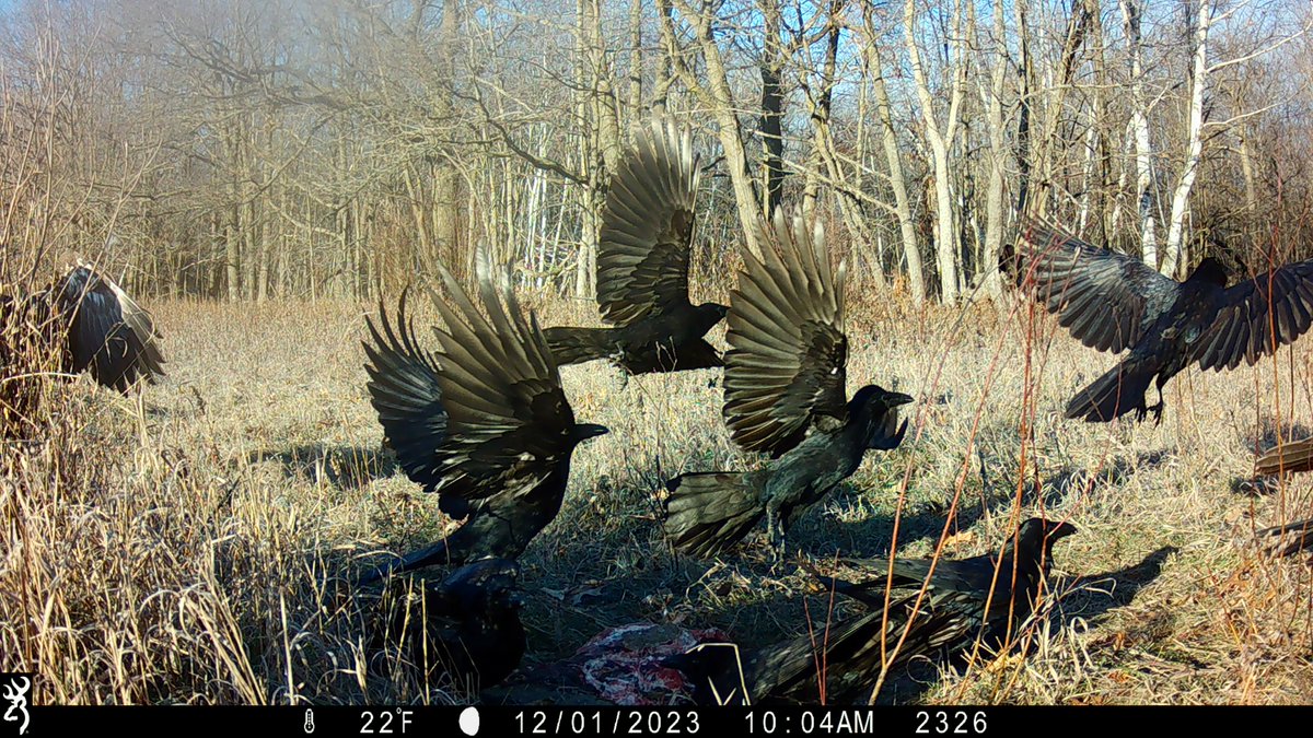 offal_watch's tweet photo. Enjoy #WildlifeWednesday with #CommonRavens a very frequent and maybe the smartest #offal visitor! 
#offal #offal_watch #citizenscience #cameratrap #Zooniverse #SciStarter #mnenrtf #mnextension #Browningtrailcams #mnmasternaturalist https://t.co/i01PDbQQhv