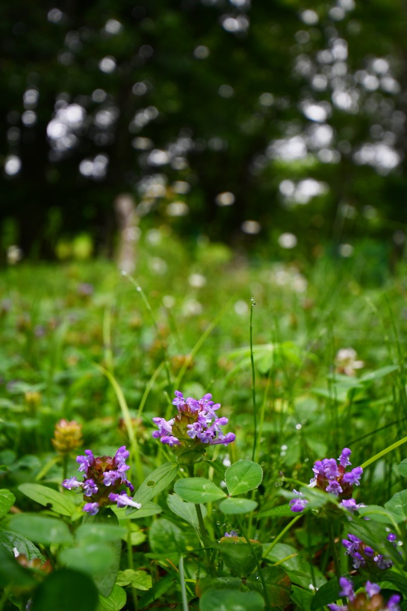 おはようございます
どんよりした曇り空、17℃の朝
夕べは涼しくて窓を閉め、扇風機を回さずに寝られました🙂久しぶりに熟睡できてすっきりです
クマザサは相変わらず元気、ウツボグサが小さな花を咲かせ始めました