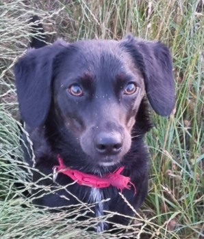 millypod1's tweet photo. GINNY HOME SAFE. THANKS FOR RT's😊🐕🐾

🆘22 JUL 2024 #Lost GINNY #ScanMeBlack 
Collie Cross Female 
Jeskyns Park #Gravesend #Kent #DA12 https://t.co/OnlKzhKE71 https://t.co/f9FcYuCSvu