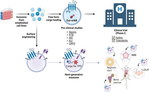 StemCellsPortal's tweet photo. Exploring the clinical transition of engineered exosomes designed for intracellular delivery of therapeutic proteins https://t.co/ujPBpVDqxH https://t.co/LezfVXnY74