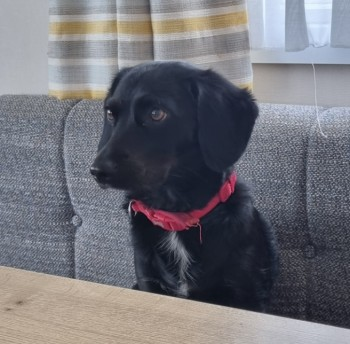millypod1's tweet photo. GINNY HOME SAFE. THANKS FOR RT's😊🐕🐾

🆘22 JUL 2024 #Lost GINNY #ScanMeBlack 
Collie Cross Female 
Jeskyns Park #Gravesend #Kent #DA12 https://t.co/OnlKzhKE71 https://t.co/f9FcYuCSvu
