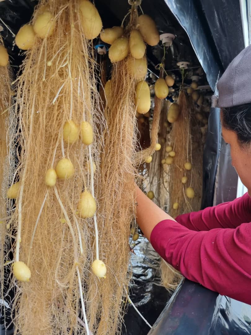 Gabrielasjr's tweet photo. Cuando pensamos en el #futuro lo imaginamos como un acto de construcción colectiva de ciencia, de producción, de voluntades y capacidades humanas entrelazados con amor profundo.

Somos Alianza Científico-Campesina: organización social, saber y agroecología, soberanía agroalimentaria, amor a la tierra y la naturaleza 🌱 somos Venezuela soñando el #Futuro @proinpa 

#CienciaParaLaVida