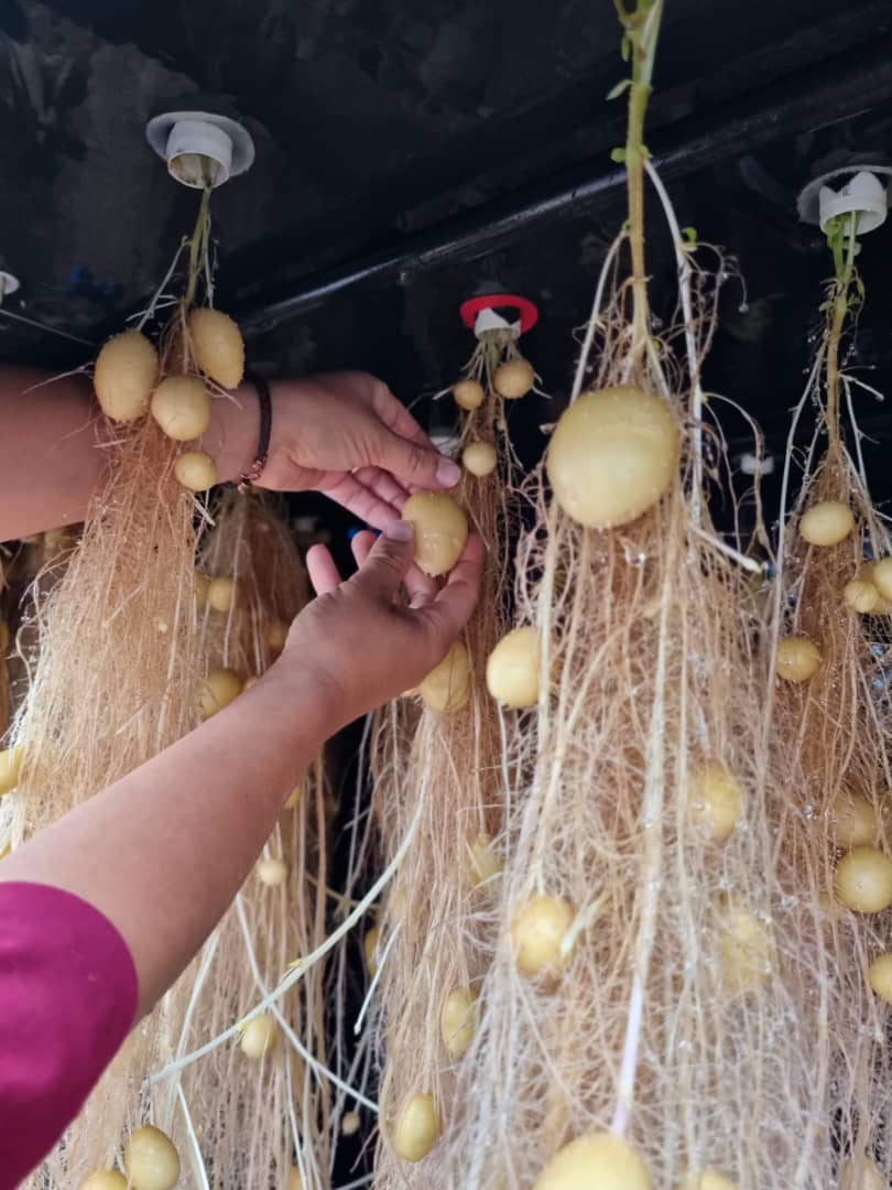 Gabrielasjr's tweet photo. Cuando pensamos en el #futuro lo imaginamos como un acto de construcción colectiva de ciencia, de producción, de voluntades y capacidades humanas entrelazados con amor profundo.

Somos Alianza Científico-Campesina: organización social, saber y agroecología, soberanía agroalimentaria, amor a la tierra y la naturaleza 🌱 somos Venezuela soñando el #Futuro @proinpa 

#CienciaParaLaVida
