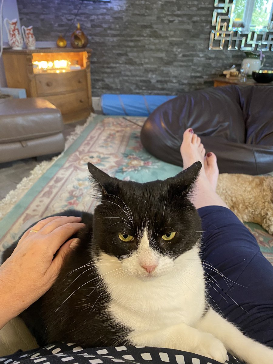 SpanielsSuper's tweet photo. It’s bad enough having to #MakeDo with the #SpareHuman during dad’s absence🤬
But it’s completely unacceptable that the dogs are muscling in on MY time with the most #InferiorSubstitute 😡
#GetAway #LeaveUsAlone
#VeryGrumpyCat 😠😤 https://t.co/2o9tuB4ozG