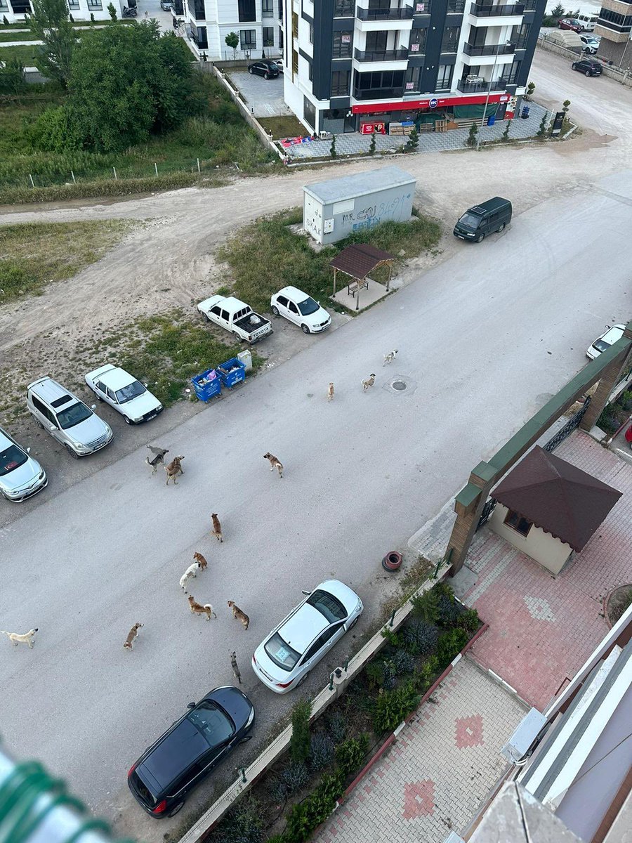 13 tane başıboş köpek bir sokakta. İşte halka dayatmaya çalıştıkları ilkellik bu.

Amasya Merkez, Göllü Bağları Mahellesi. Müdahale etmenizi rica ederiz. <a href="/AmasyaBar/">Amasya Belediyesi Hayvan Barınağı</a> <a href="/AmasyaValiligi/">T.C. Amasya Valiliği</a>