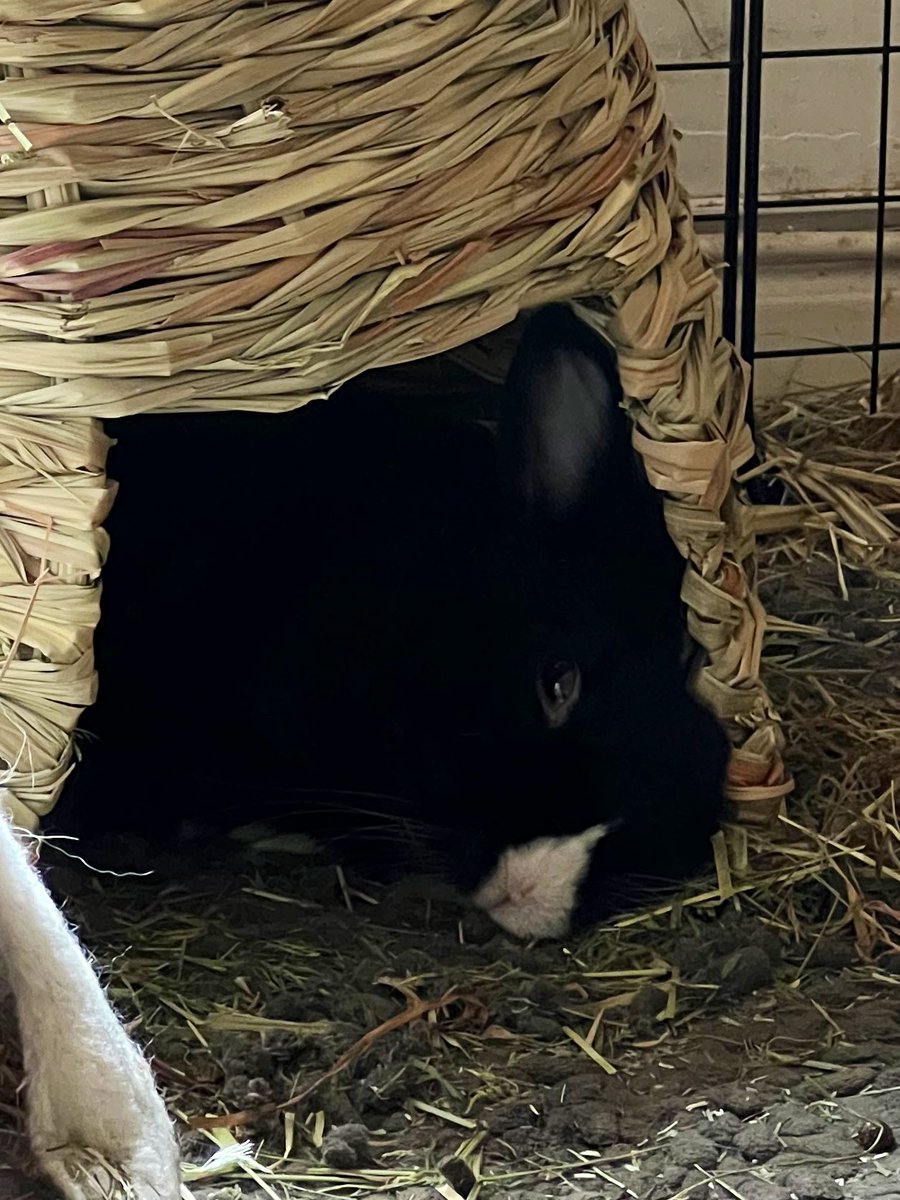 On a été manger au restaurant asiatique au pied de chez nous. Maki est trop content : on lui a ramené le persil et la carotte qui « décorent » les plats.

Je lui ai tendu les deux : il est tellement gourmand qu’il n’a pas su choisir. Une bouchée de l’un puis une de l’autre !
