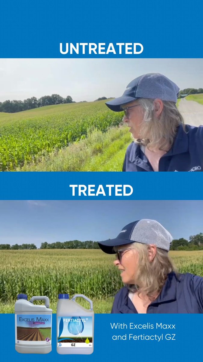 TimacAgroCanada's tweet photo. Update on some corn crops in Brantford, Ontario with our ATC Rita Hoggarth! https://t.co/79JxmgY0q3