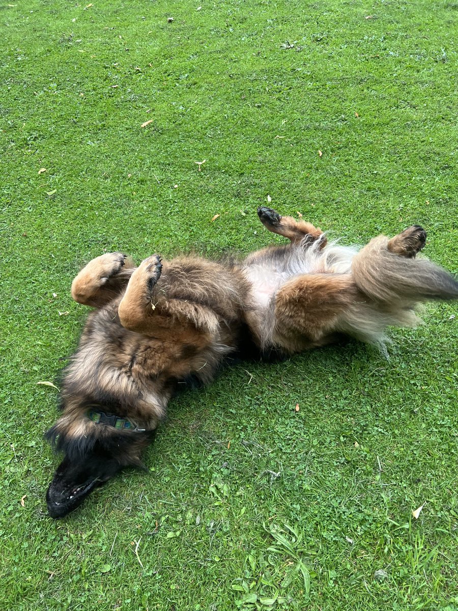 ForRover's tweet image. A rollicking good time today!