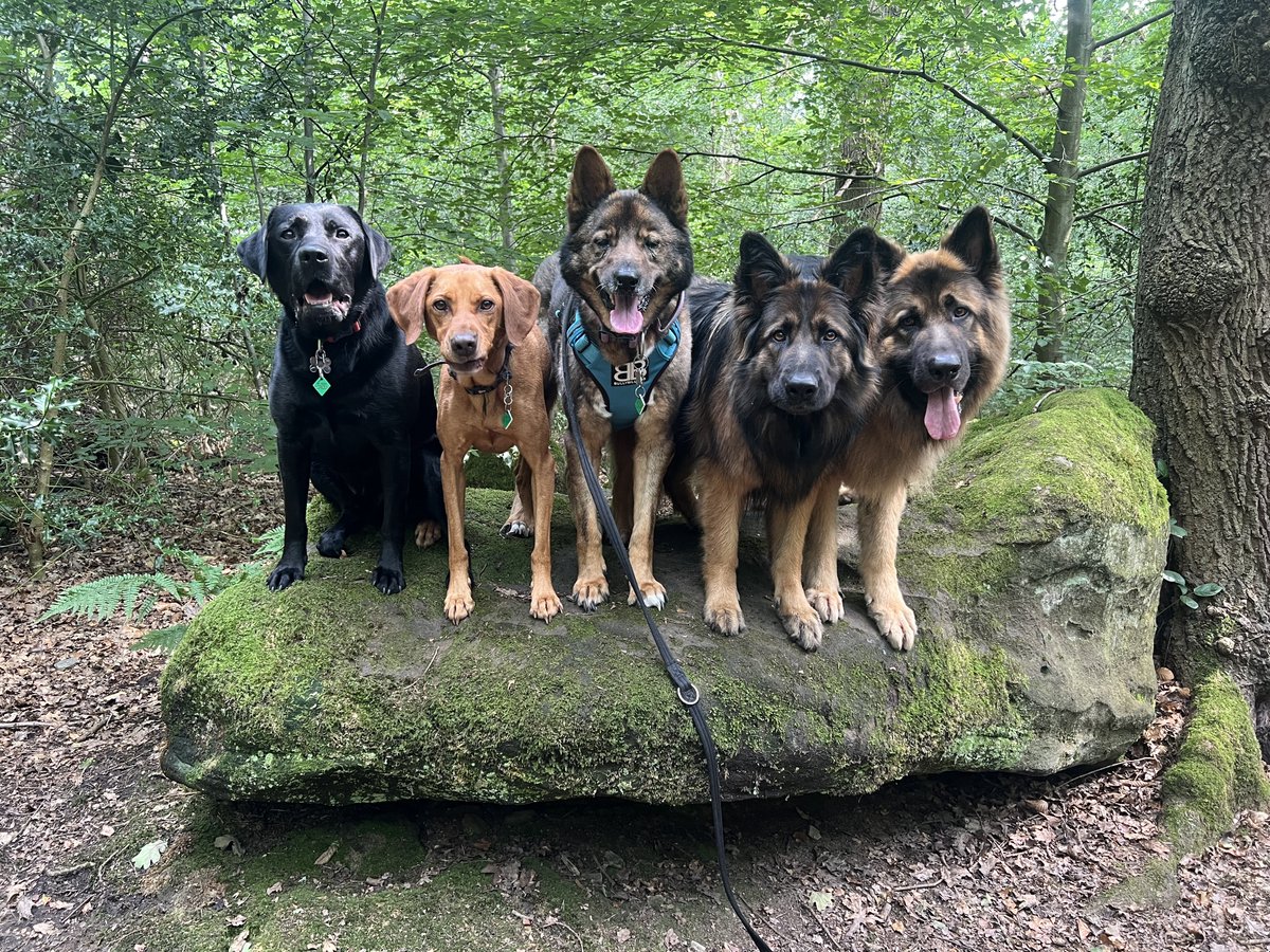 ForRover's tweet image. A rollicking good time today!