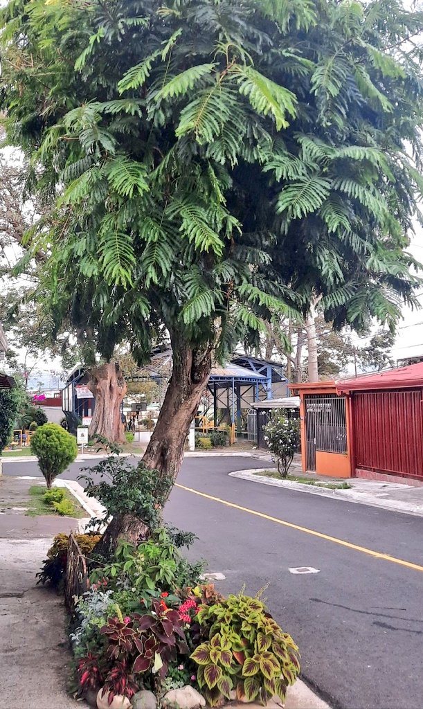 RosCasSol's tweet photo. 🚨 Acaba de llegar notificación de tala de nuestro árbol donde la Municipalidad de Curridabat (@ciudadulce) afirma que el 26 de junio se presentó una empresa con equipo especializado a hacer un estudio del fuste y esto es *FALSO* pues quienes vinieron se presentaron sin identificarse, sin uniforme, sin maquinaria y sin vehículo institucional ni empresarial (venían en carro particular) y al salir conversaron con el acosador (🎥 tenemos el bideo de nuestra cámara) que tiene cargo público y que hostiga hace décadas a nuestra familia. 

🌳 Y la próxima visiita del ingeniero forestal que le lleva el control está programada para el lunes 29 de julio (👇ver), pero quieren sacrificarlo antes.

🆘️ Ayúdennos a difundir esta información para visibilizar el grado de tentáculos que tienen los funcionarios públicos hostigadores que, ya sea por complicidad o miedo, son complacidos en todas sus porquerías.

💥 Y de paso ayúdennos a preguntarle a la Municipalidad de Curridabat (@ciudadulce) por qué viven "inspeccionando" nuestro árbol para matarlo mientras la orden para que el perverso hostigador construyera las paredes medianeras de su propiedad (luego de 35 años de parasitar las nuestras) tuvo que darla un juez (tras la cual se limitó a instalar láminas de estereofón (nótese el riesgo inflamable) con el beneplácito de la Municipalidad).

🔥 ¿Dónde está entonces la igualdad ante la ley, @ciudadulce?

📢 Municipalidad de Curridabat (@ciudadulce): ¡municipio cómplice de hostigadores perversos!

@CRMinae
@defensoriacr